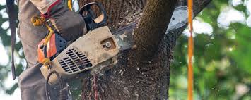 Best Leaf Removal  in New Haven, WV