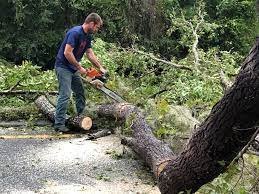 Best Arborist Consultation Services  in New Haven, WV