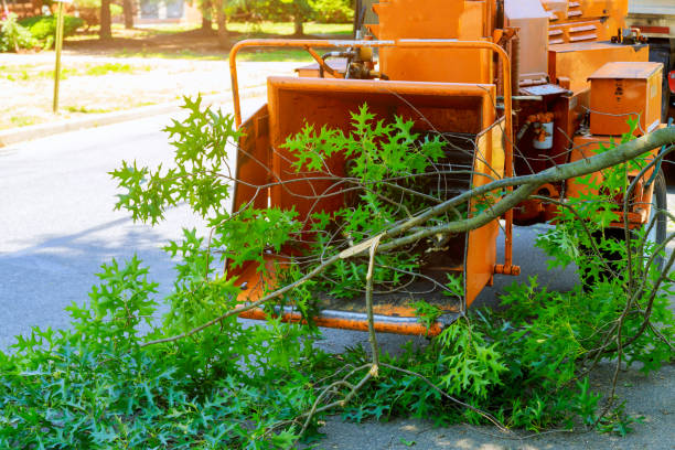 Best Tree Mulching  in New Haven, WV