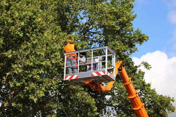  New Haven, WV Tree Services Pros